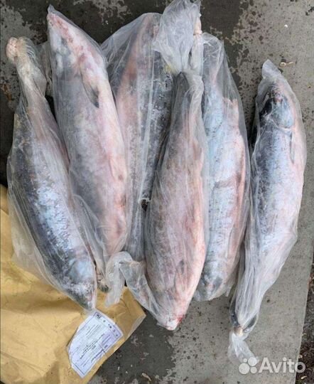 Кета потрошёная с головой