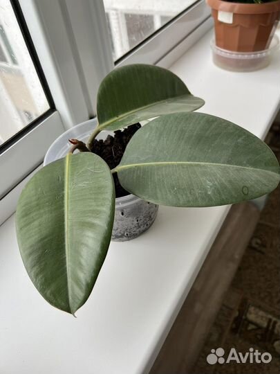 Комнатные растения Фикус