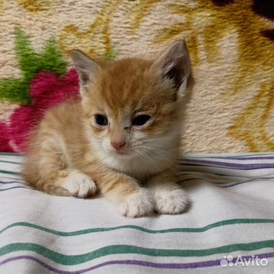 Рыжий котенок девочка
