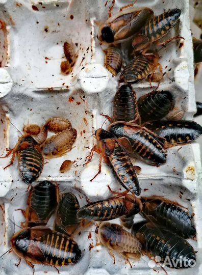 Кормовые насекомые