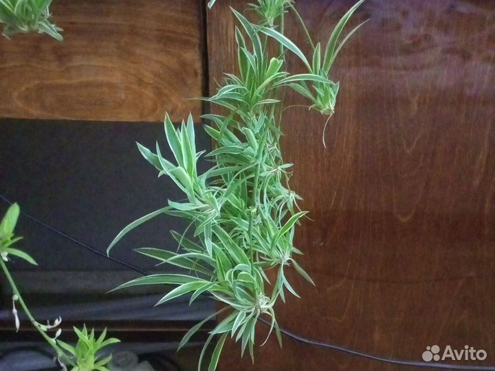 Хлорофитум