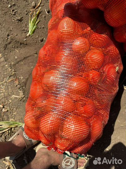 Лук репчатый