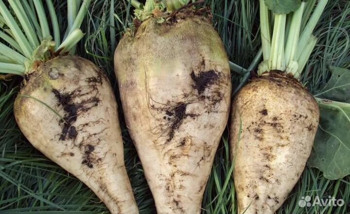 Свекла кормовая