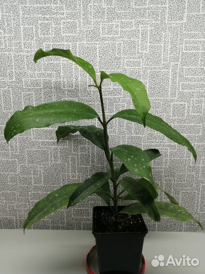 Хойя мультифлора и хойя локки