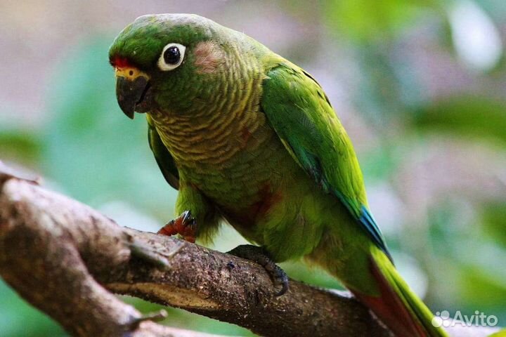 Ожереловый попугай