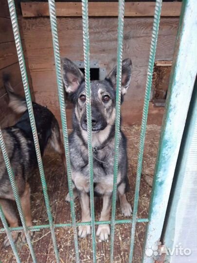 Обычная серая Собака