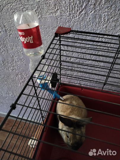 Кролик декоративный 2 года