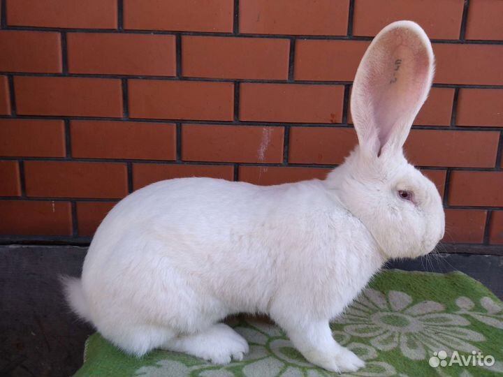 Кролики породы Бельгийский Великан, Полтавское Сер