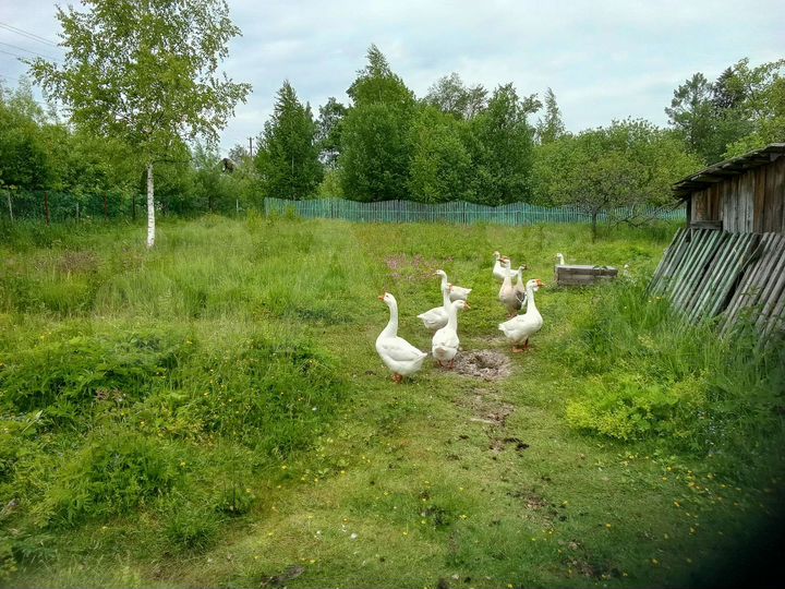 Участок 17 сот. (ИЖС)