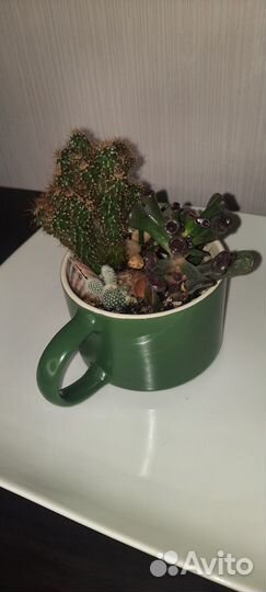 Композиции из суккулентов, хавортии