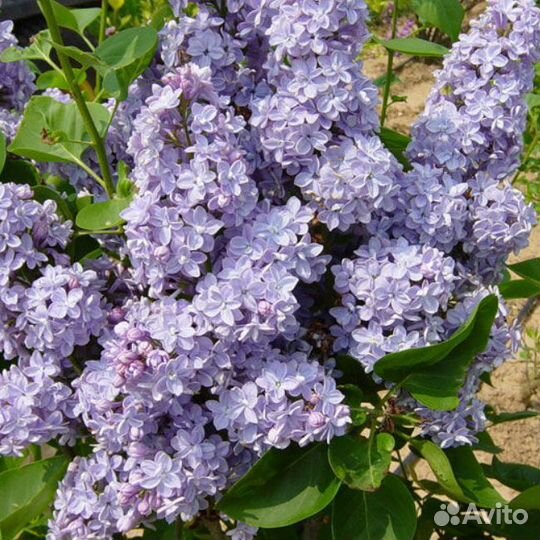 Сирень обыкновенная Президент Греви (1 саженец)