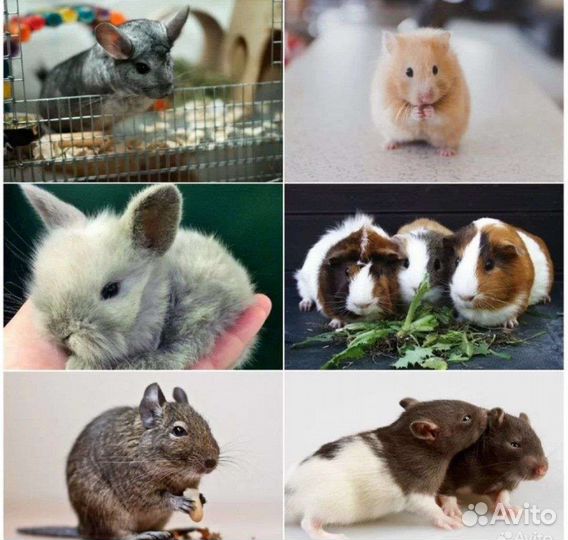 Передержка грызунов, рептилий