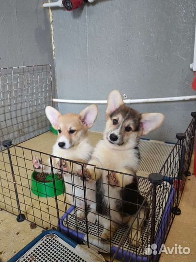 Вельш корги пемброк девочки и мальчики