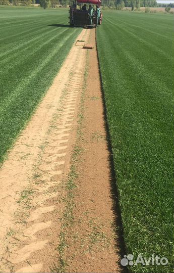 Газон рулонный с доставкой, укладкой