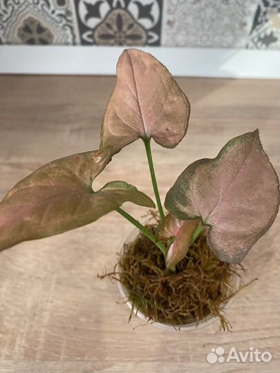 Сингониумы