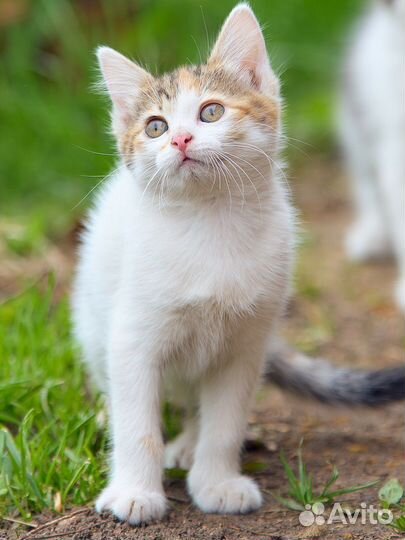 Котенок девочка 2 месяца