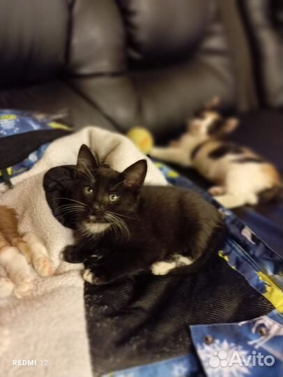 Котенок в добрые руки