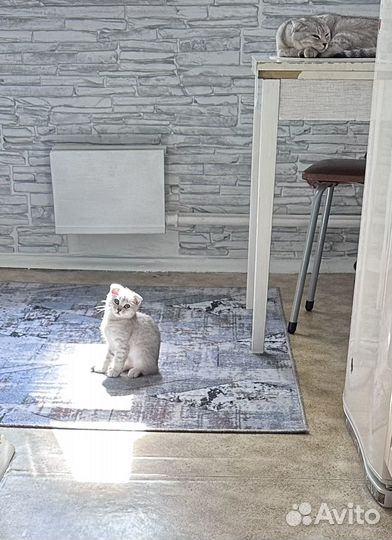 Шотландская вислоухая девочка