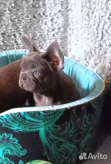 Лиловый(солид) французик