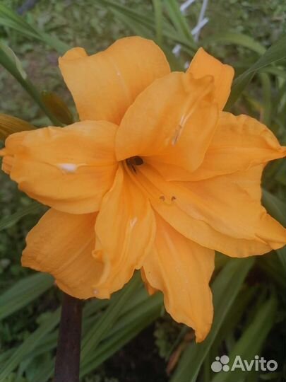 Лилейники сортовые