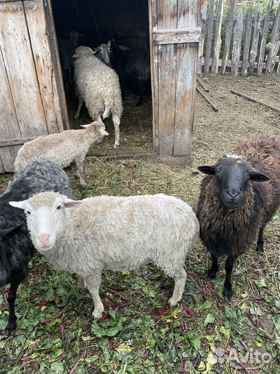 Овцы бараны