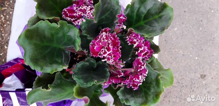 Фиалка в горшках