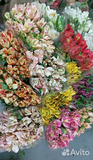 Альстромерия Хит продаж