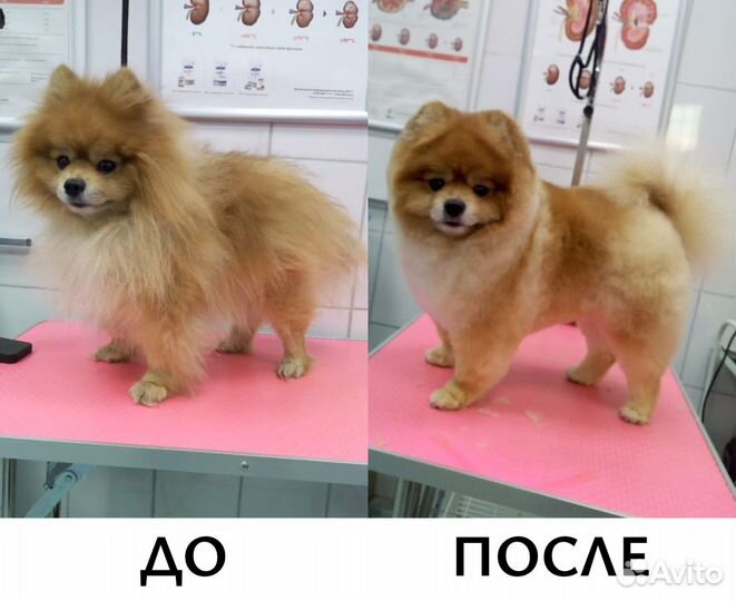 Груминг, стрижка собак и кошек