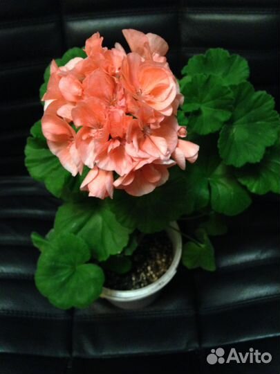 Домашние растения