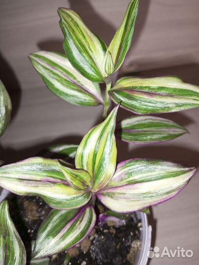 Комнатные растения / цветы #1