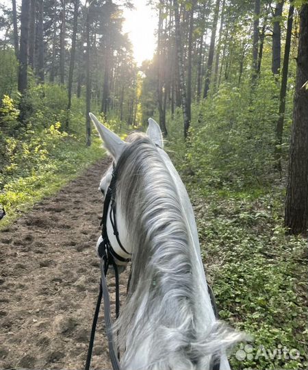 Выездковый мерин