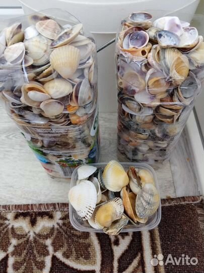 Ракушки