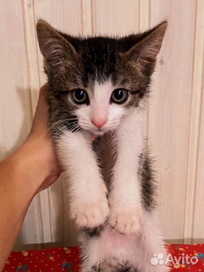 Умный котёнок мальчик засиделся в клетке 2,5