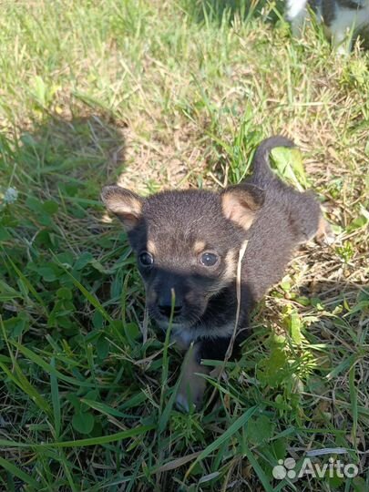 Собака в добрые руки отдам бесплатно