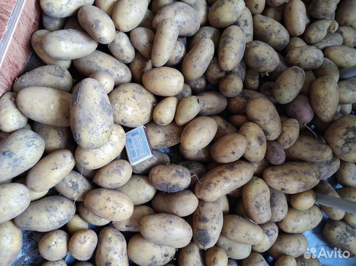 Продам картофель