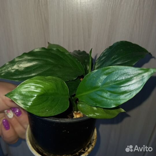 Детки цветка «женское счастье» (спатифиллум)