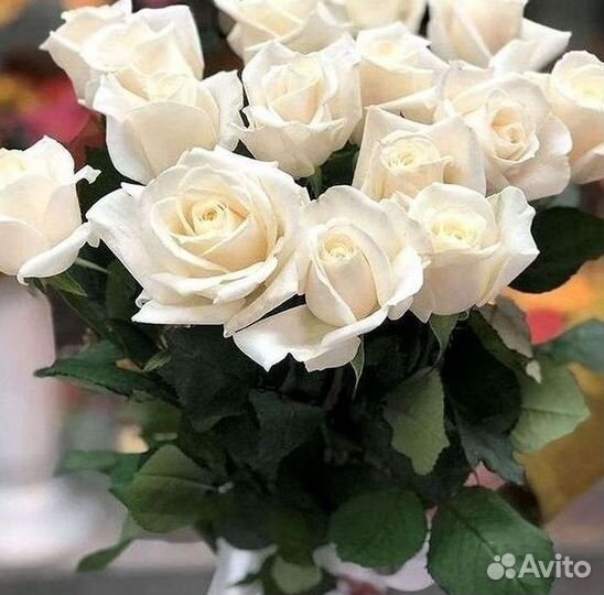 Высокие розы Доставка цветов