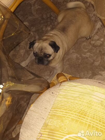 Мопс девочка