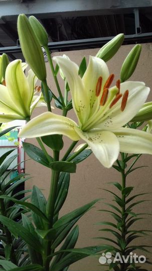 Лилии белые луковицы