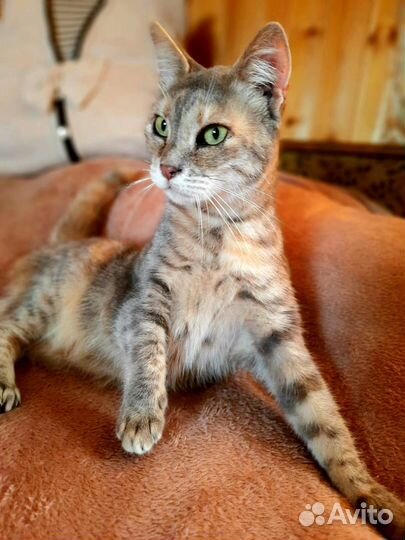 Кошка в дар