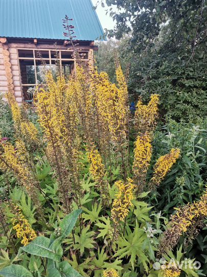 Многолетники