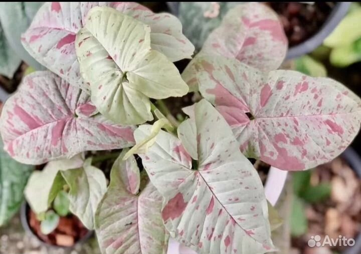 Растения. Сингониум