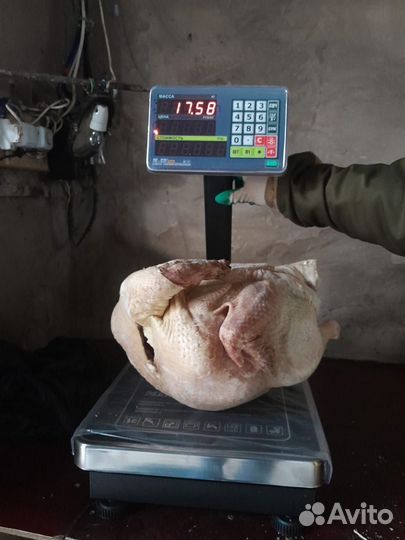 Мясо индейки