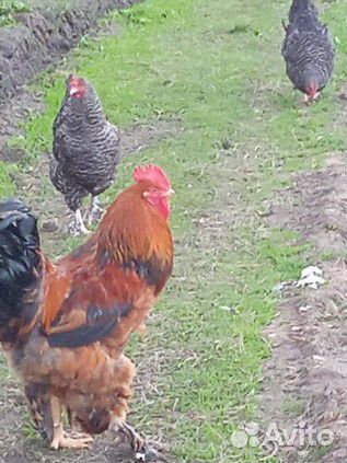 Домашние куриные яйца,инкуб. яйца. Молоко, творог