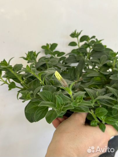 Рассада петунии, петуния каскадная сильвер тайфун