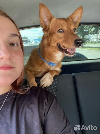 Передержка собак и не только