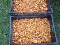 В мешке лисичка. Литр лисичек. Сколько в литре лисичек килограмм. Килограмм лисичек. 1 кг лисичек.