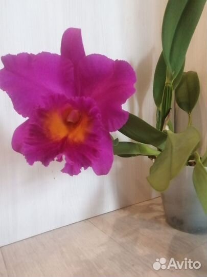 Орхидея Каттлея Blc. Pink Empress