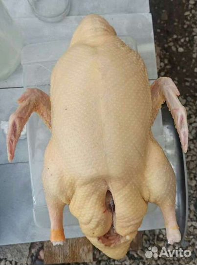 Утка домашняя мясная