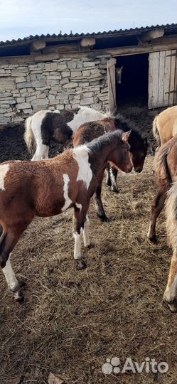 Жеребята 8-9 месяцев, жеребец полутяж